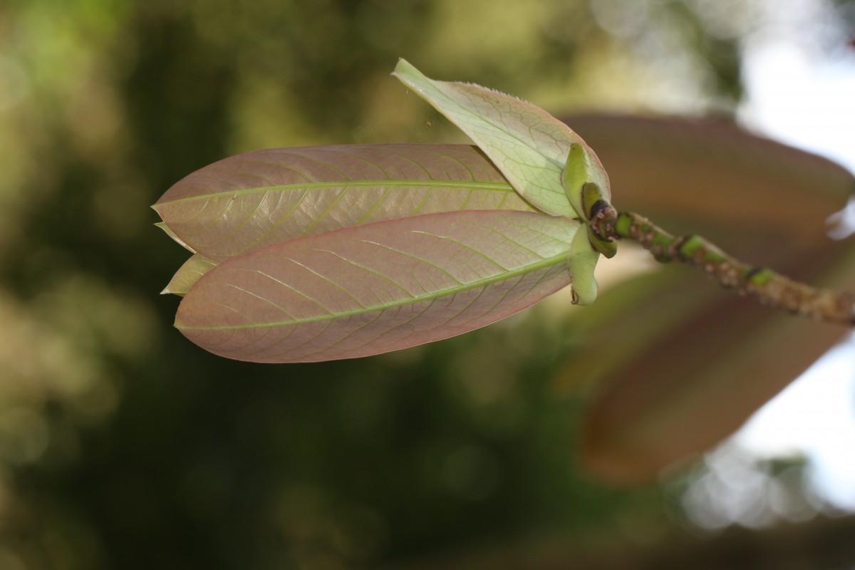 Monodora myristica (Gaertn.) Dunal